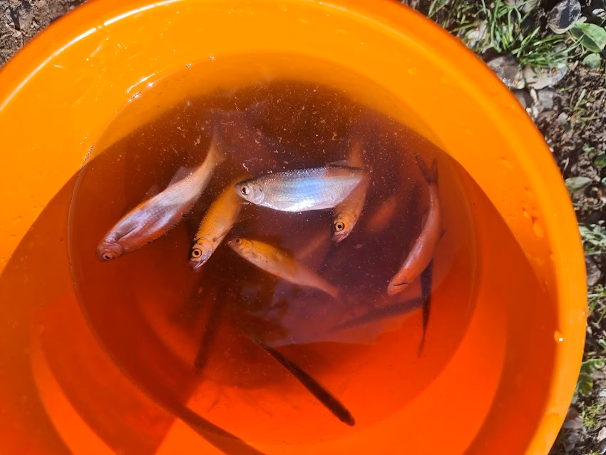 Lacul Tancabesti 2 Complexul Tancabesti