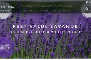 Lavanda Alberta