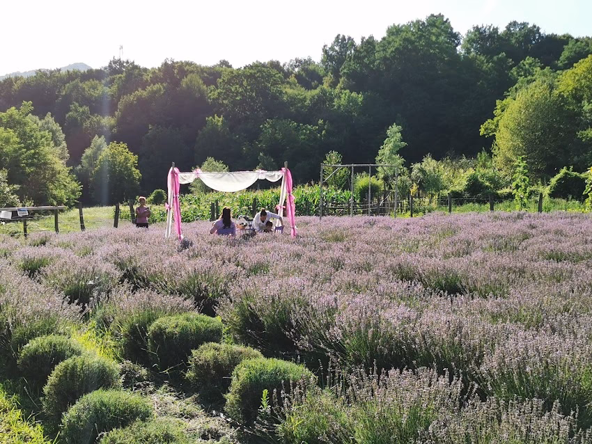 Lavandă de Racovița