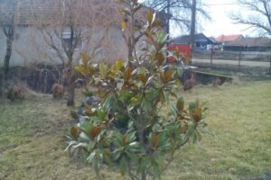 Liberty Bowling Restaurant