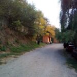 Lilieci