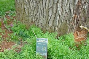 Locul uciderii lui Vlad Țepeș