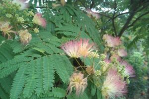 Manastirea Sf Elena de la Mare