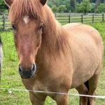 Manejul de cai islandezi Ivó