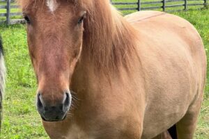 Manejul de cai islandezi Ivó