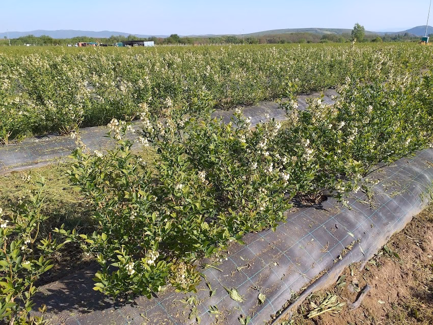 Martelia Bio Srl Plantatie Afini