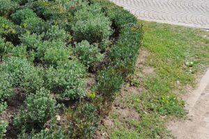 Mercur Shopping Center