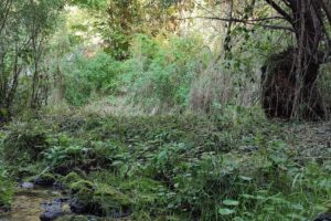 Microcanionul de bazalt de la Hoghiz