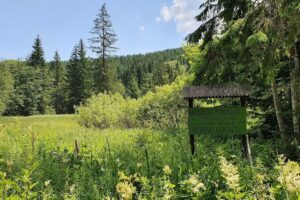 Mlaştina Dumbrava Harghitei