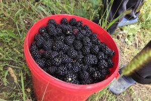 Mure Casa Vlașinilor