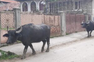 Muzeul bivolului din Mera Mérai bivalymúzeum