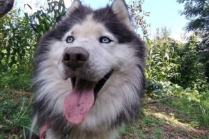 Muzeul Satului Mușătești