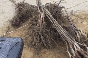 NuciAltoitiro depozit plante Craiova