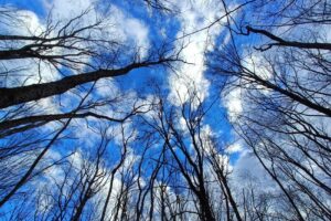 Observator Ipotești