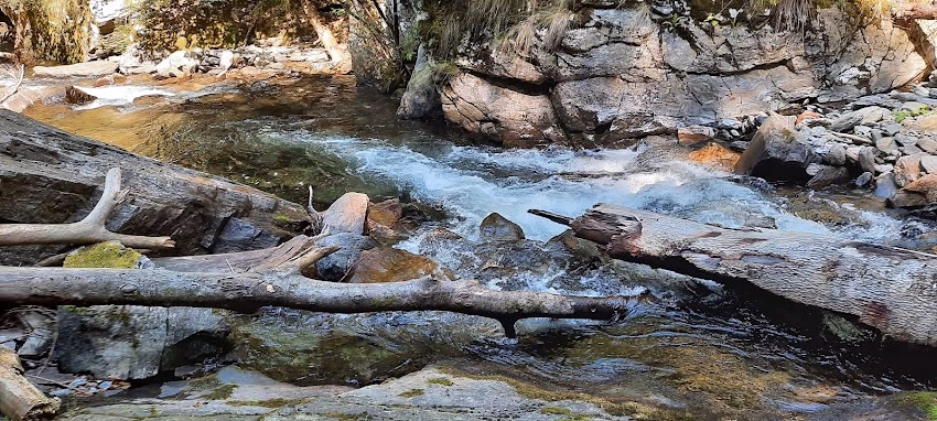 Obștea Galbena și Vemeșoaia