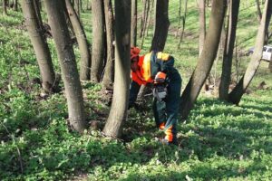 Ocolul Silvic Ciucurova