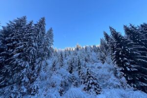 Ocolul Silvic Lunca Bradului