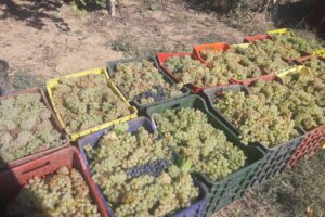 Odovitis Srl Crama de sub Tei