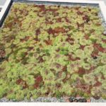 Odu Acoperișuri si fațade verzi