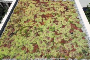 Odu Acoperișuri si fațade verzi