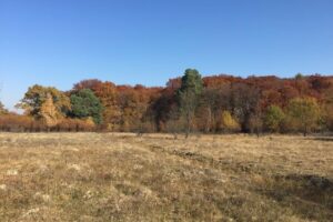 Pădure Sighişoara Stejărenii