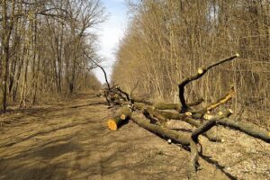 Pădurea Căldărușani