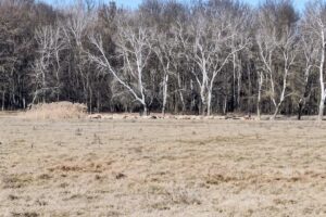 Pădurea Călugăreni