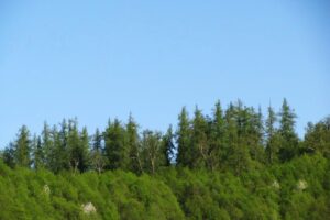 Pădurea de larice Coştiui