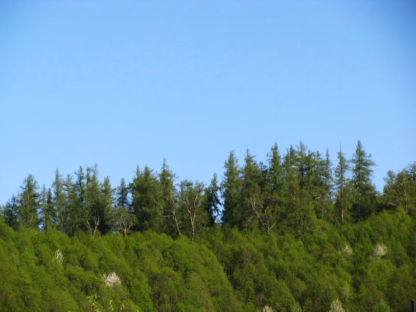 Pădurea de larice Coştiui