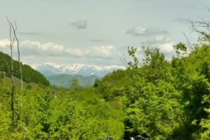 Pădurea de liliac Ponoarele