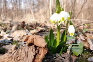 Pădurea Zamostea Luncă