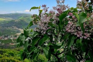 Parcare Dealul cu Lilieci jud Buzău