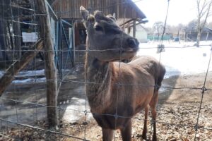 Parcul de Animale Sălbatice Ivó