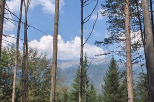 Parcul de aventură Părăul Negru