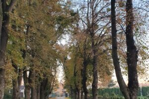 Parcul Dendrologic Hemeiuș