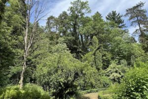 Parcul dendrologic Mihăești