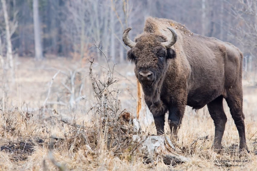 Parcul Natural Vânători Neamţ