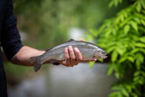 Păstrăvăria Ardeleană