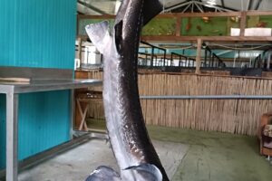 PăstrăvăriaCrescătoria Oprea