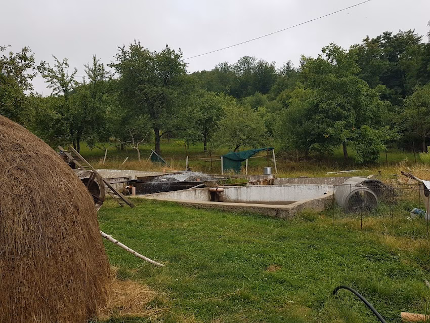 Păstrăvaria Damis