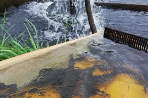 Păstrăvăria Gilău