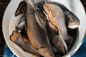 Pastravaria Gura Raului Cindrel