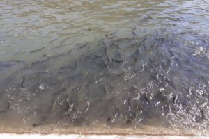 Păstrăvăria Lepșa