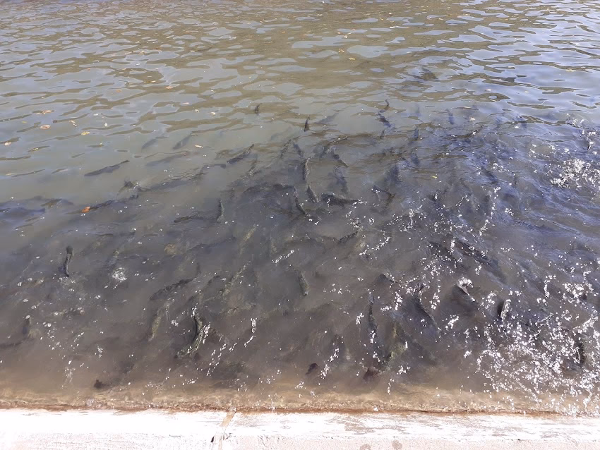 Păstrăvăria Lepșa