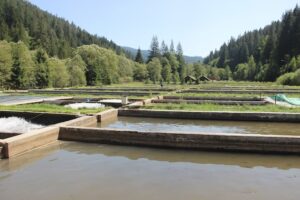 Păstrăvăria Valea Putnei