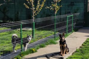 Pensiune Canina Scoala Dresaj