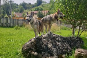 Pensiunea Anotimpuri Bran