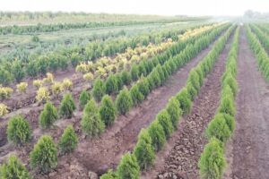 Pepiniera Călugăreni