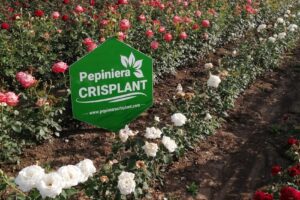 Pepiniera Crisplant Aiud