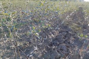 Pepiniera Florafruct